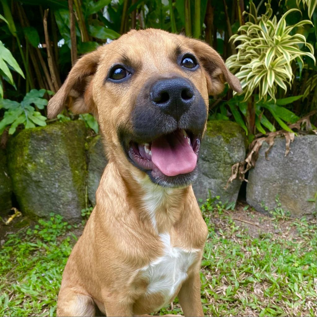 Famous Singers: Redding, an adoptable Mixed Breed in Keaau, HI, 96749 | Photo Image 2