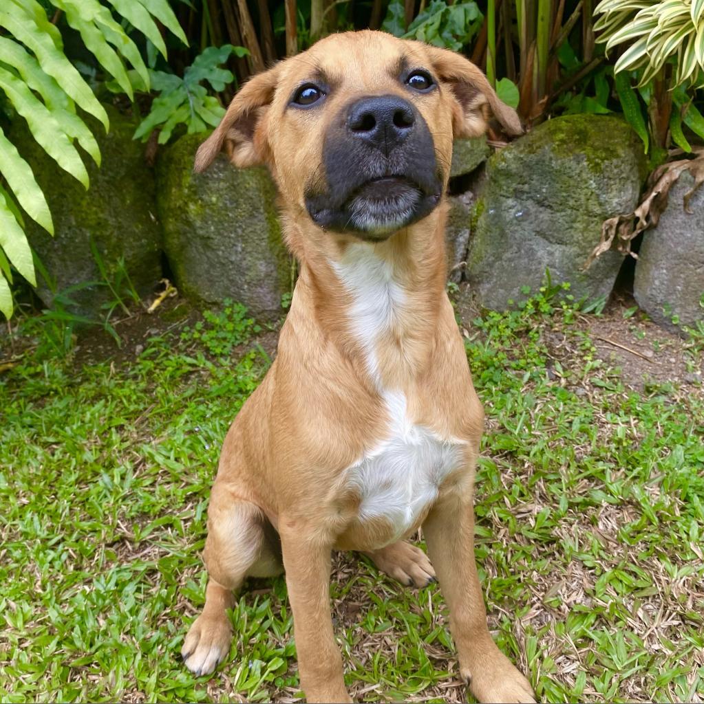 Famous Singers: Redding, an adoptable Mixed Breed in Keaau, HI, 96749 | Photo Image 3