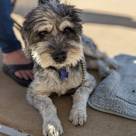 Matty A1007, an adoptable Havanese in Allen, TX, 75013 | Photo Image 1