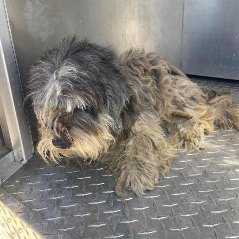 Matty A1007, an adoptable Havanese in Allen, TX, 75013 | Photo Image 2