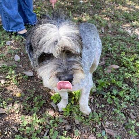 Matty A1007, an adoptable Havanese in Allen, TX, 75013 | Photo Image 4