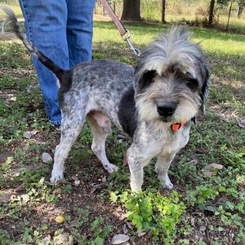 Matty A1007, an adoptable Havanese in Allen, TX, 75013 | Photo Image 5