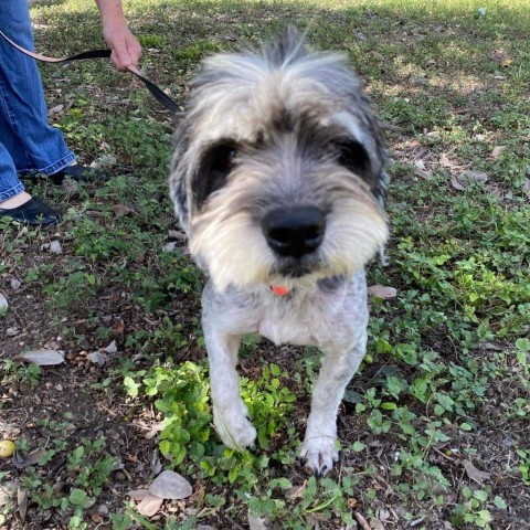 Matty A1007, an adoptable Havanese in Allen, TX, 75013 | Photo Image 6