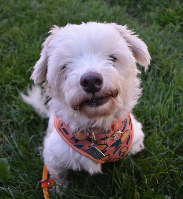 Bob Thomas, an adoptable Havanese in Oakville, ON, L6J 7S8 | Photo Image 1