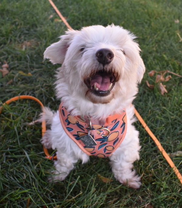 Bob Thomas, an adoptable Havanese in Oakville, ON, L6J 7S8 | Photo Image 2