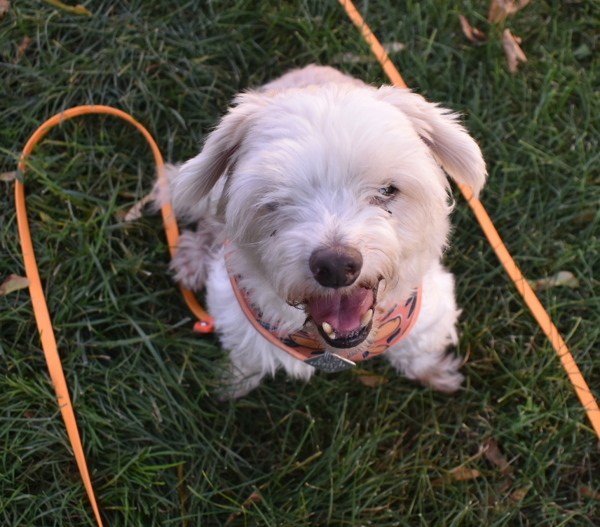 Bob Thomas, an adoptable Havanese in Oakville, ON, L6J 7S8 | Photo Image 3