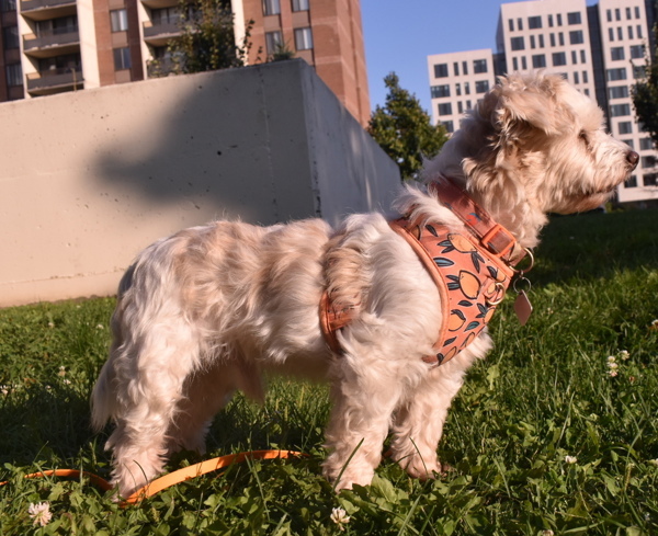 Bob Thomas, an adoptable Havanese in Oakville, ON, L6J 7S8 | Photo Image 4