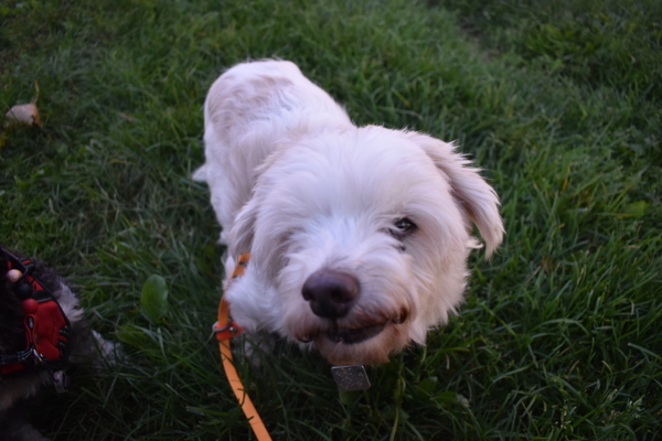 Bob Thomas, an adoptable Havanese in Oakville, ON, L6J 7S8 | Photo Image 5