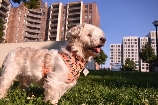 Bob Thomas, an adoptable Havanese in Oakville, ON, L6J 7S8 | Photo Image 6