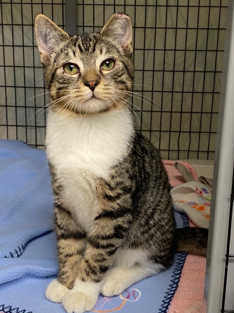 Ichabod, an adoptable Domestic Short Hair in Grants Pass, OR, 97526 | Photo Image 1