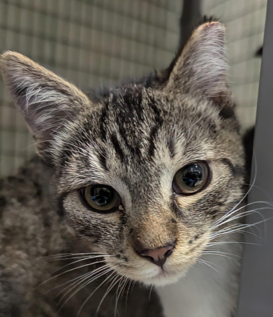 Ichabod, an adoptable Domestic Short Hair in Grants Pass, OR, 97526 | Photo Image 2