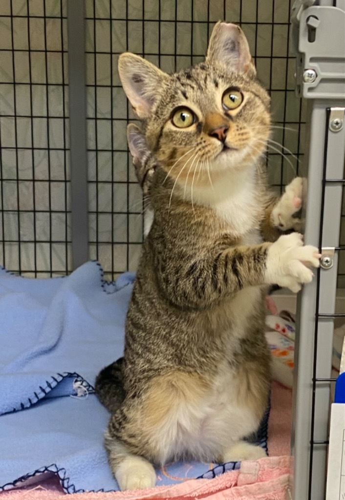 Frank 'N' Cat, an adoptable Domestic Short Hair in Grants Pass, OR, 97526 | Photo Image 1