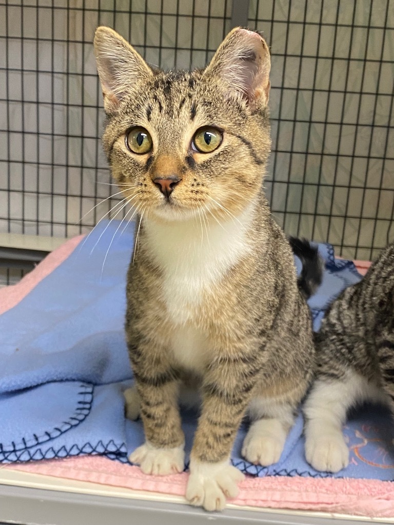 Frank 'N' Cat, an adoptable Domestic Short Hair in Grants Pass, OR, 97526 | Photo Image 2