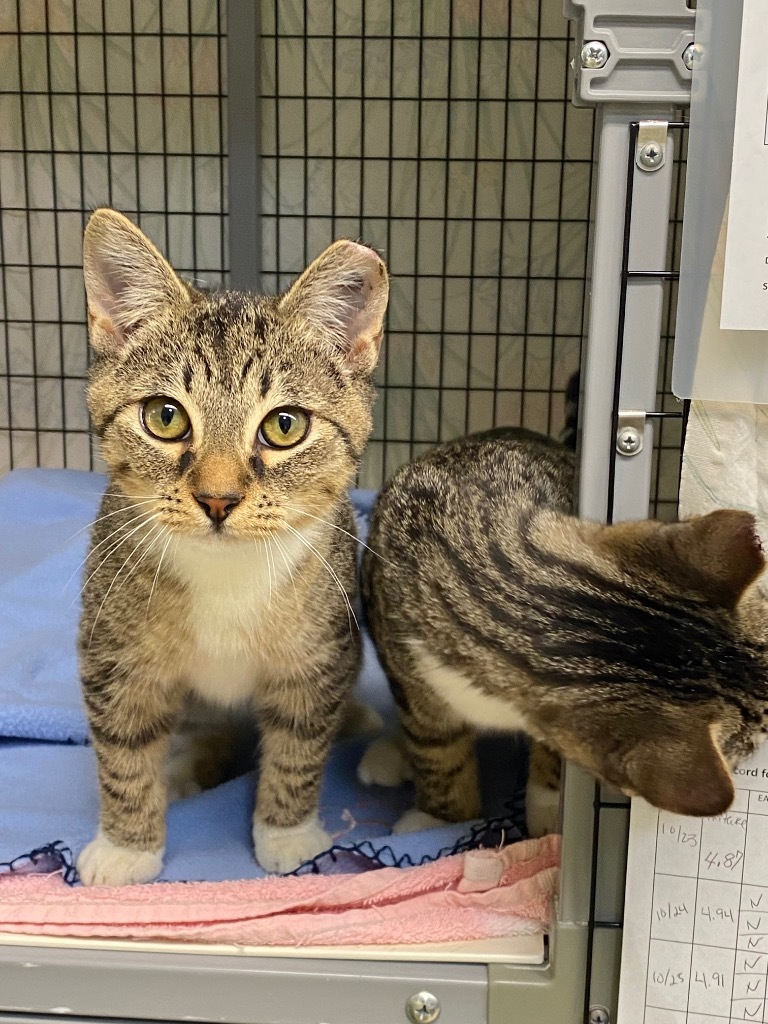 Frank 'N' Cat, an adoptable Domestic Short Hair in Grants Pass, OR, 97526 | Photo Image 3