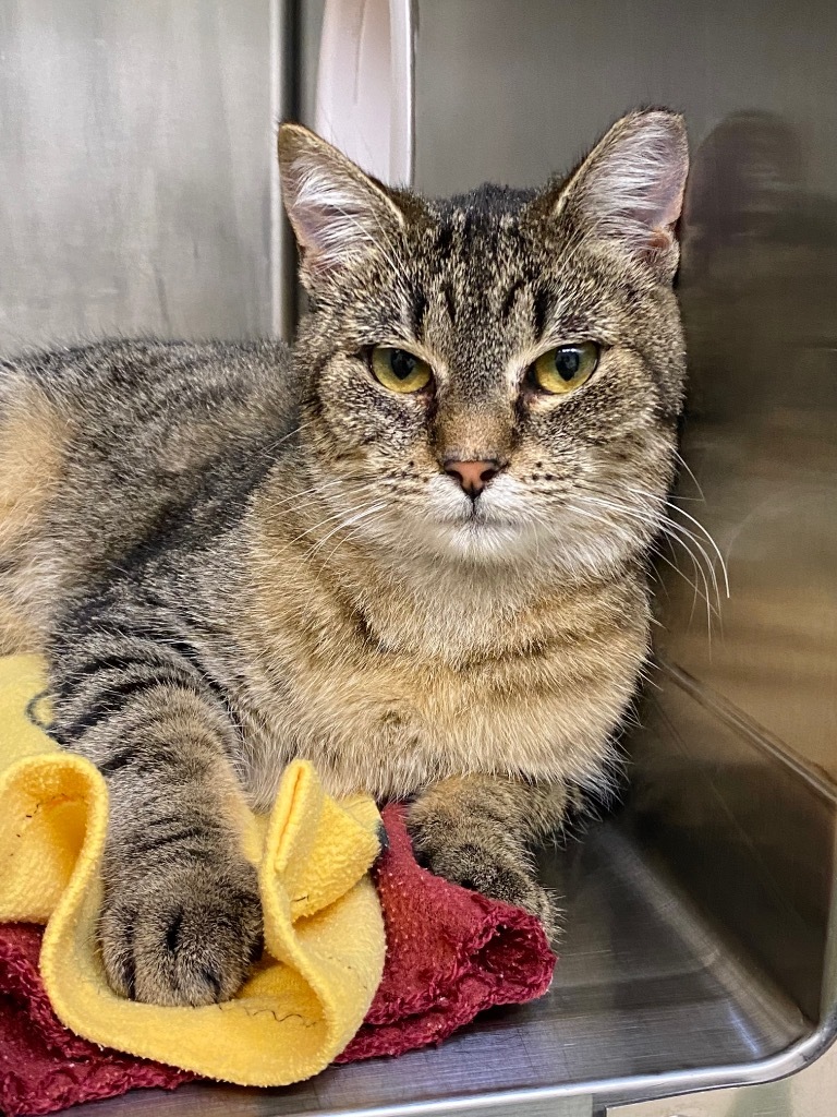 Ouija, an adoptable Domestic Short Hair in Grants Pass, OR, 97526 | Photo Image 1