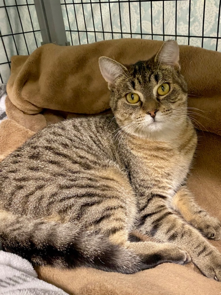 Ouija, an adoptable Domestic Short Hair in Grants Pass, OR, 97526 | Photo Image 1