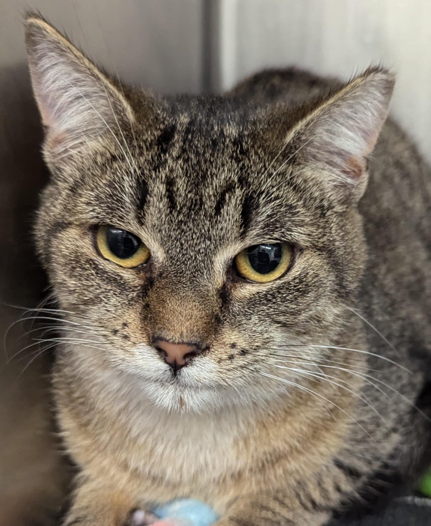 Ouija, an adoptable Domestic Short Hair in Grants Pass, OR, 97526 | Photo Image 2