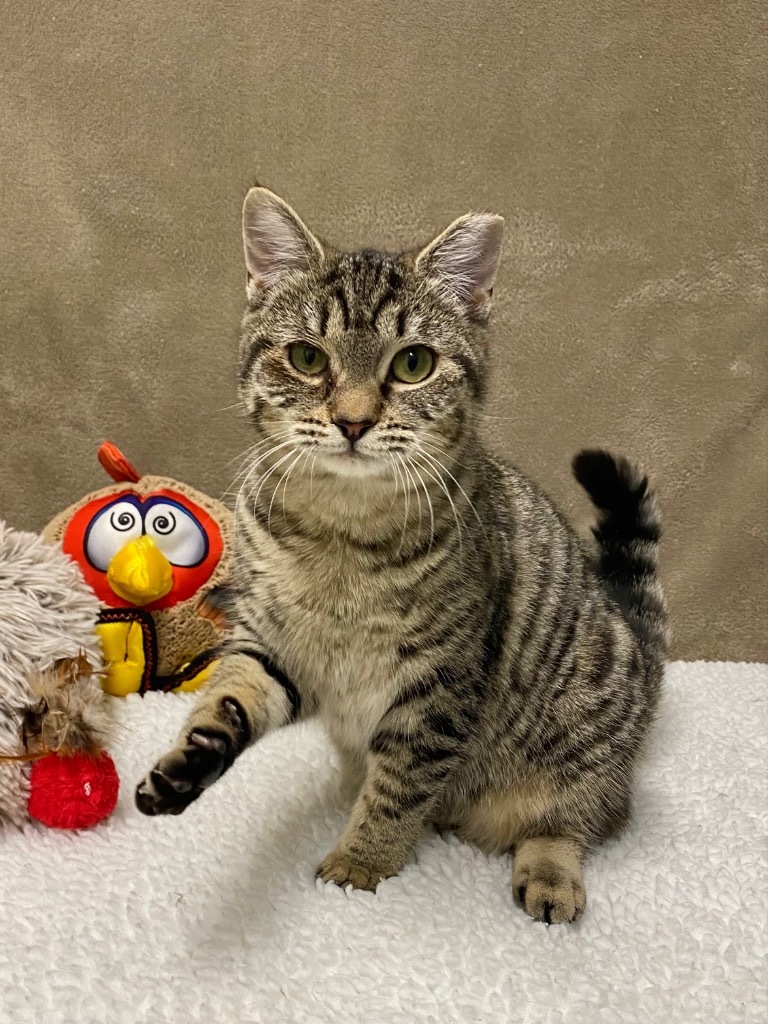 Phalange, an adoptable Domestic Short Hair in Grants Pass, OR, 97526 | Photo Image 1