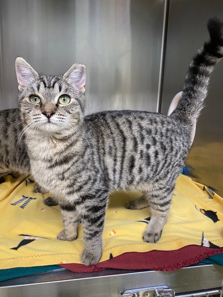 Phalange, an adoptable Domestic Short Hair in Grants Pass, OR, 97526 | Photo Image 2