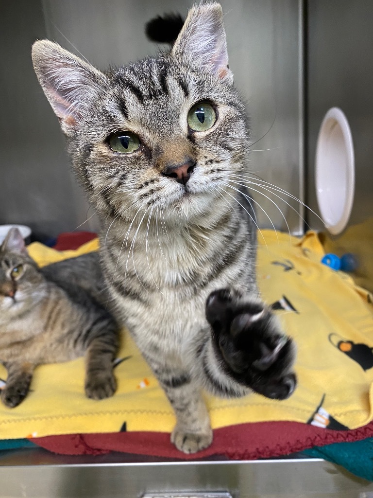 Phalange, an adoptable Domestic Short Hair in Grants Pass, OR, 97526 | Photo Image 3