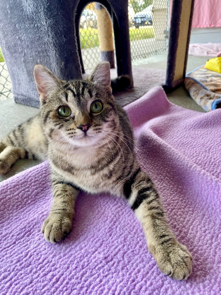 Phalange, an adoptable Domestic Short Hair in Grants Pass, OR, 97526 | Photo Image 4