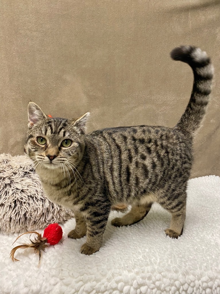 Phalange, an adoptable Domestic Short Hair in Grants Pass, OR, 97526 | Photo Image 5