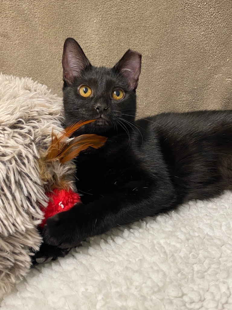 Blacula, an adoptable Domestic Short Hair in Grants Pass, OR, 97526 | Photo Image 1