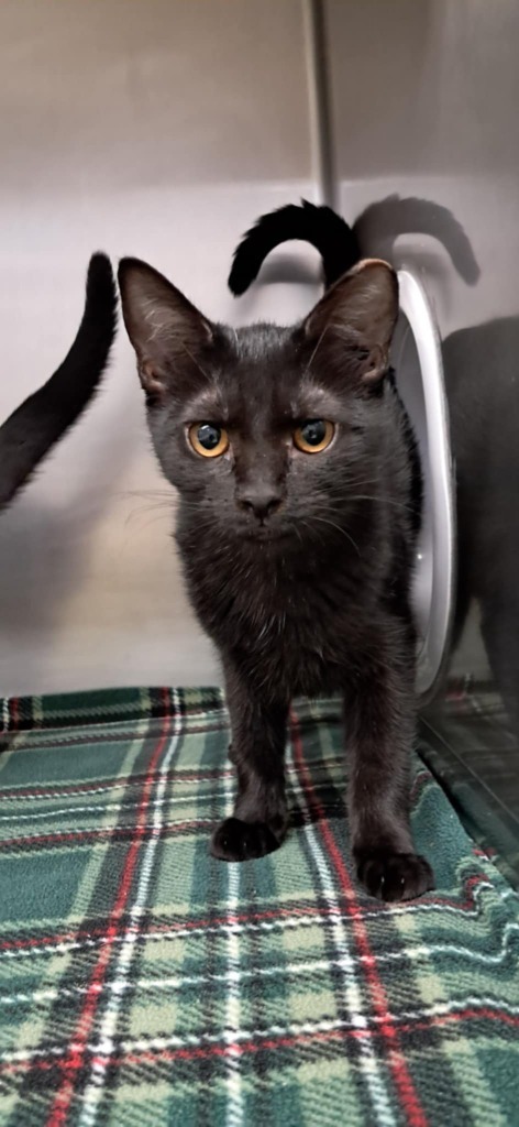 Blacula, an adoptable Domestic Short Hair in Grants Pass, OR, 97526 | Photo Image 2