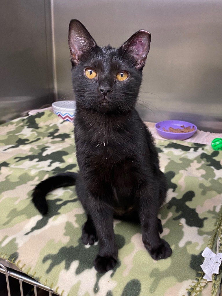 Blacula, an adoptable Domestic Short Hair in Grants Pass, OR, 97526 | Photo Image 3