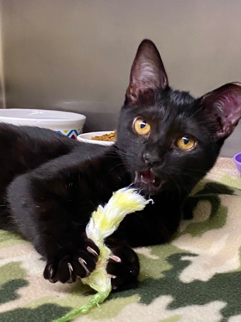 Blacula, an adoptable Domestic Short Hair in Grants Pass, OR, 97526 | Photo Image 4