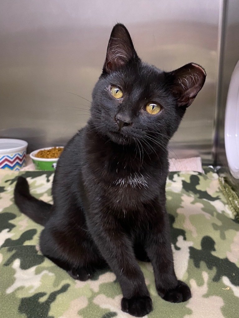 Oogie, an adoptable Domestic Short Hair in Grants Pass, OR, 97526 | Photo Image 1