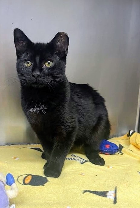 Oogie, an adoptable Domestic Short Hair in Grants Pass, OR, 97526 | Photo Image 2