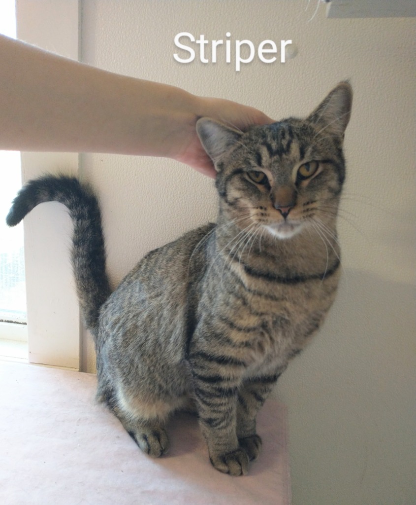 Striper