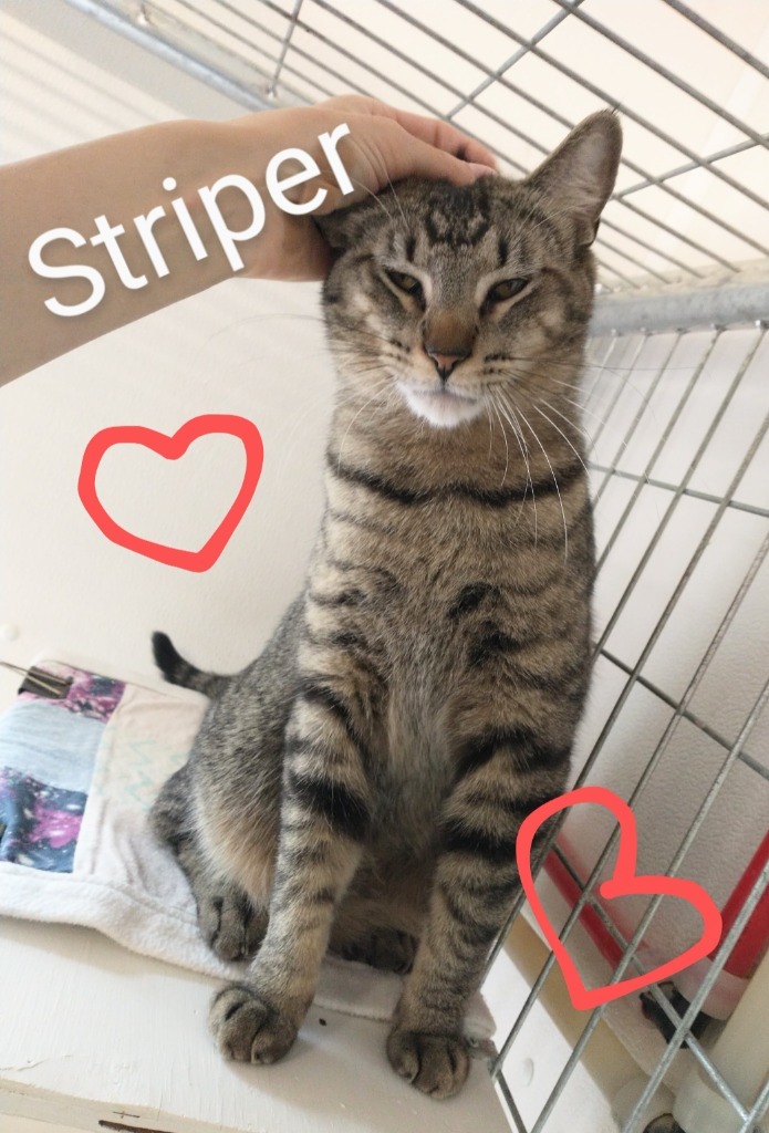 Striper (at Mankato Petsmart), an adoptable Domestic Short Hair in Saint James, MN, 56081 | Photo Image 1