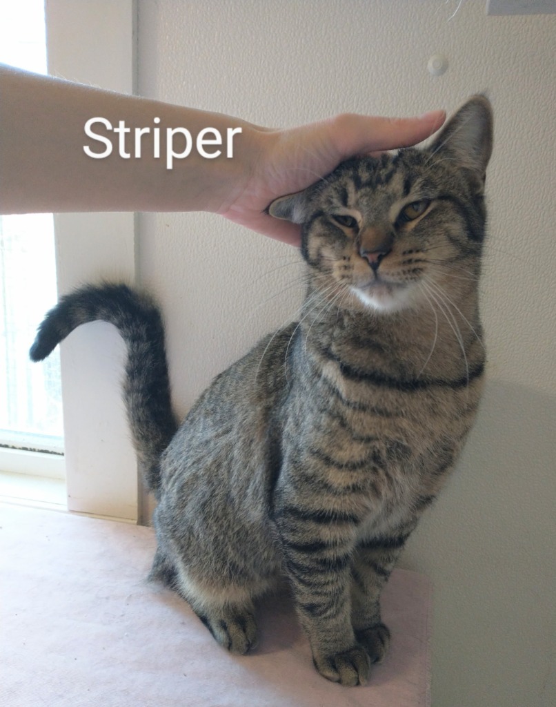 Striper