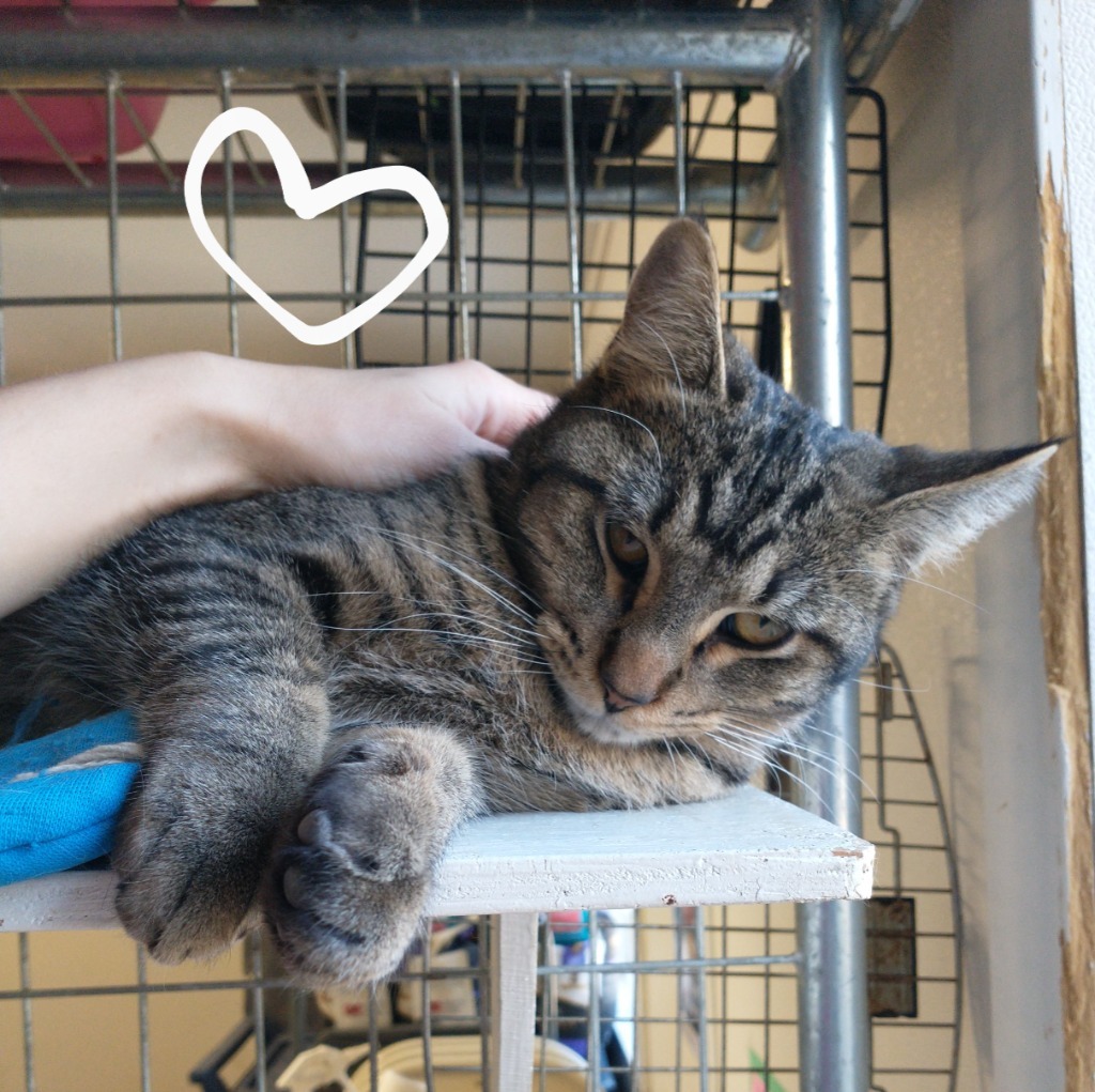 Striper (at Mankato Petsmart), an adoptable Domestic Short Hair in Saint James, MN, 56081 | Photo Image 4