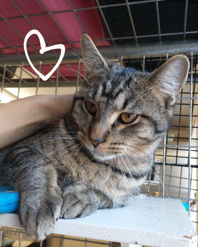 Striper (at Mankato Petsmart), an adoptable Domestic Short Hair in Saint James, MN, 56081 | Photo Image 5
