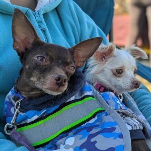 Anakin (bonded to Padme), Adult Male Chihuahua