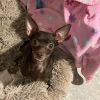 Anakin (bonded to Padme) photo 3