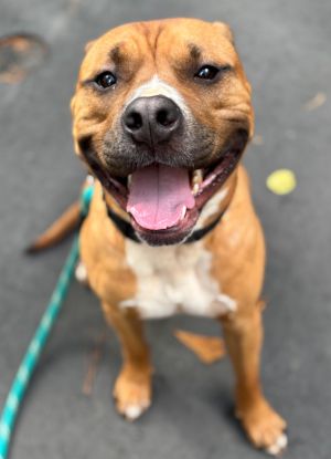Meet Camacho and his million-dollar Smile This 55-pound love bug has mastered the art of the full-b