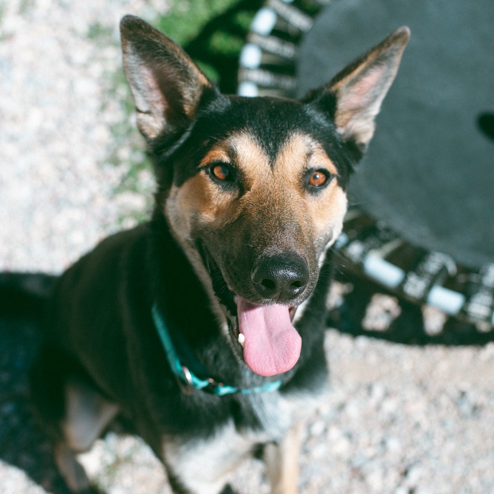 Jet, an adoptable German Shepherd Dog in Lander, WY, 82520 | Photo Image 1