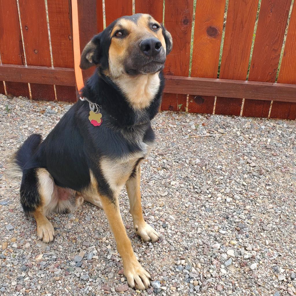 Jet, an adoptable German Shepherd Dog in Lander, WY, 82520 | Photo Image 2