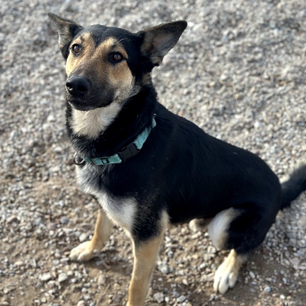 Jet, an adoptable German Shepherd Dog in Lander, WY, 82520 | Photo Image 3