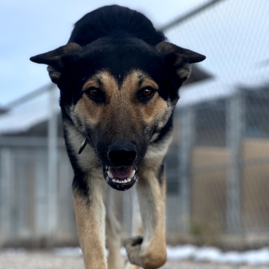 Jet, an adoptable German Shepherd Dog in Lander, WY, 82520 | Photo Image 4