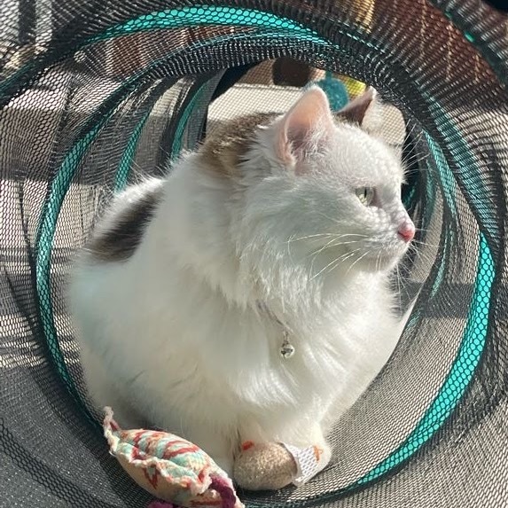 Kimmi, an adoptable Domestic Long Hair in Lander, WY, 82520 | Photo Image 1