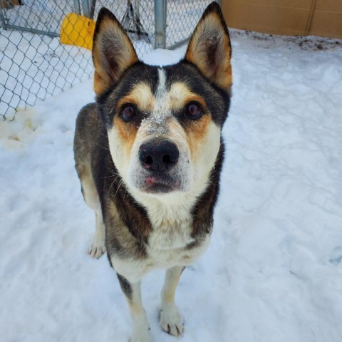 Lacey, an adoptable Husky, Mixed Breed in Lander, WY, 82520 | Photo Image 1