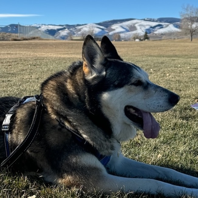 Lacey, an adoptable Husky, Mixed Breed in Lander, WY, 82520 | Photo Image 1