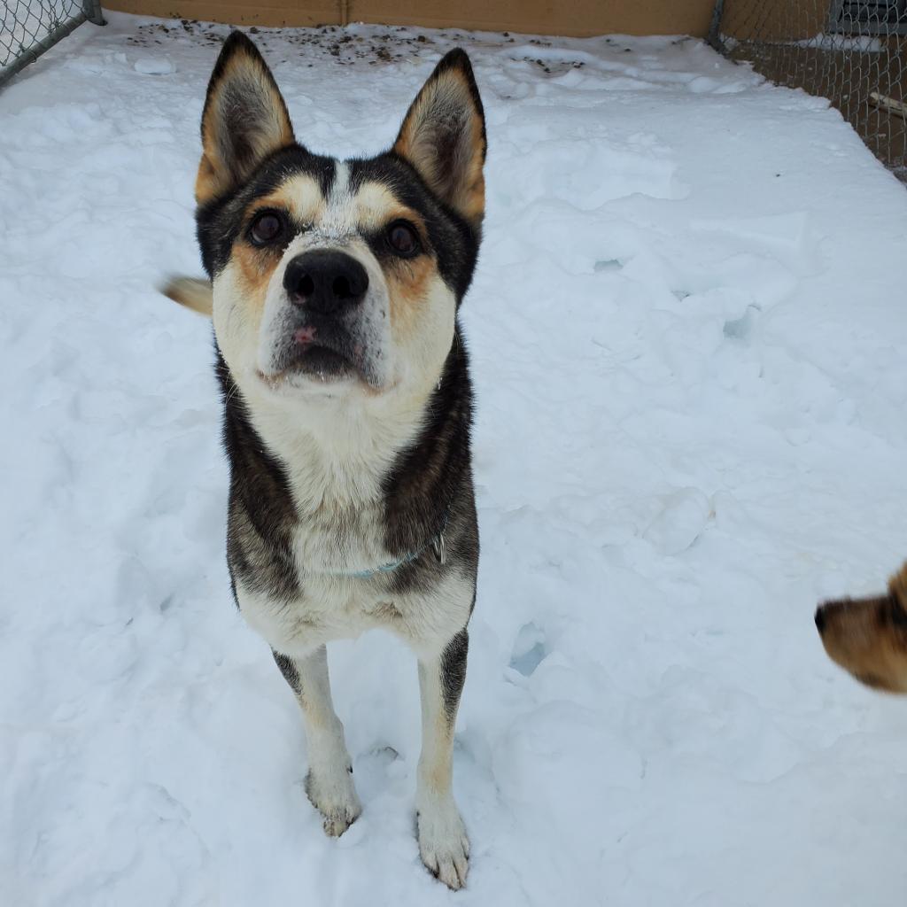 Lacey, an adoptable Husky, Mixed Breed in Lander, WY, 82520 | Photo Image 3