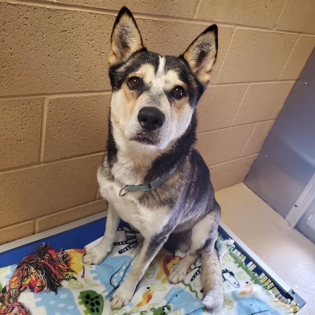 Lacey, an adoptable Husky, Mixed Breed in Lander, WY, 82520 | Photo Image 4