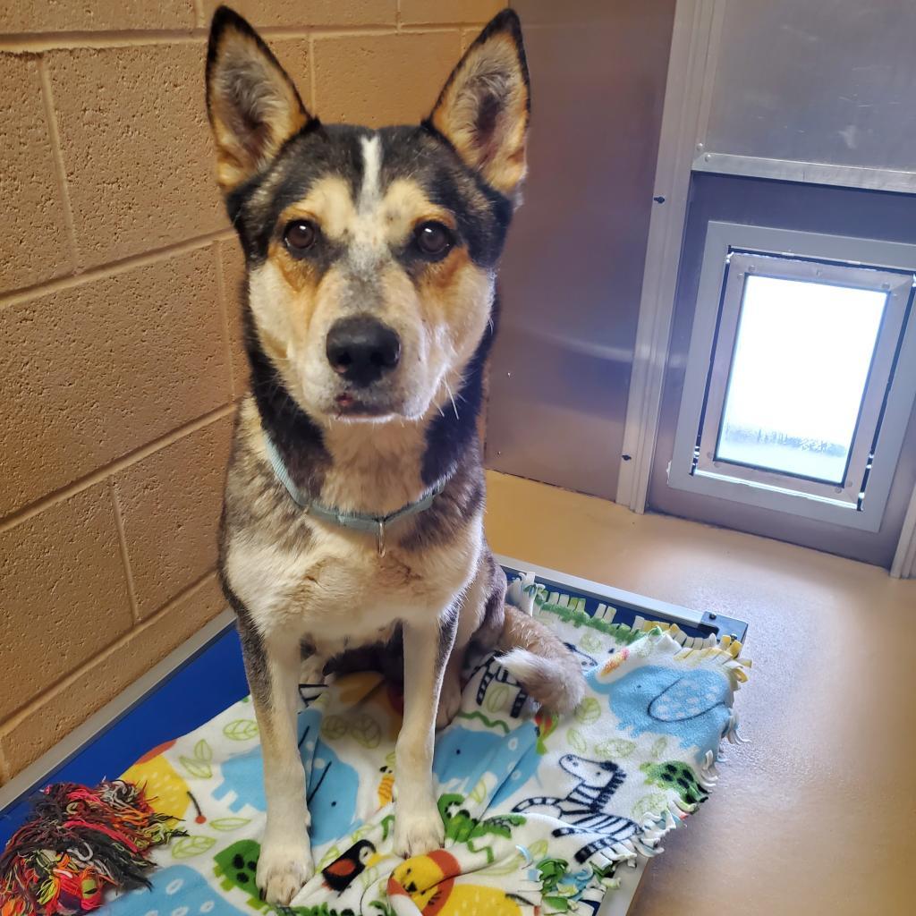 Lacey, an adoptable Husky, Mixed Breed in Lander, WY, 82520 | Photo Image 5